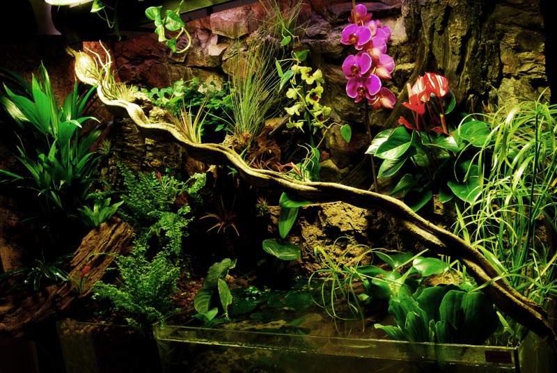 paludarium6.jpg