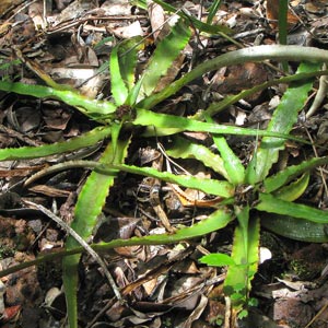 Wild growing Cryptanthus coriaceus in Brazil