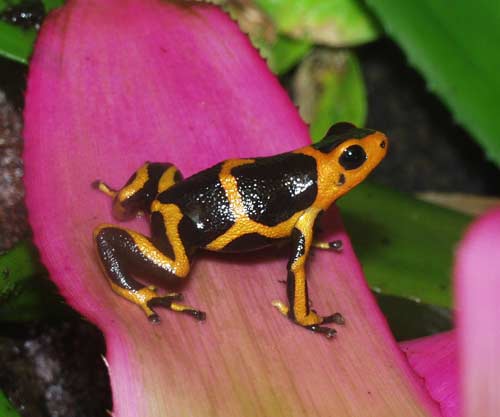 A small poison dart frog, Dendrobates fantasticus on a Bromeliad leaf