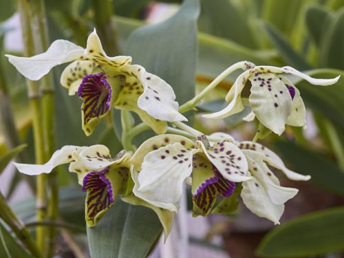 Dendrobium atroviolaceum