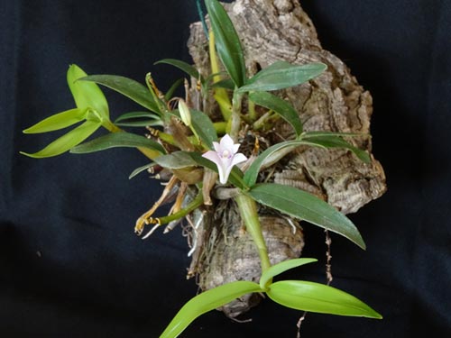 Dendrobium kingianum