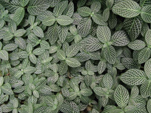 Fittonia verschaffeltii