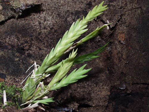 Lockhartia oerstedii