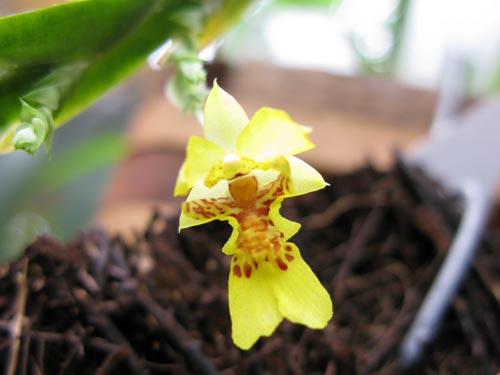 Lockhartia oerstedii flowers