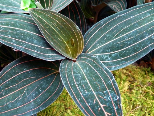 Ludisia discolor foliage