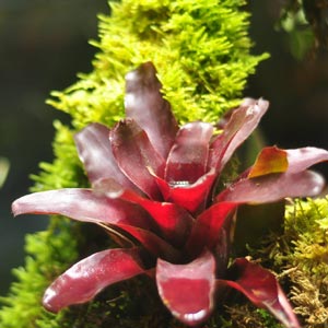 Mini Bromeliad Neoregelia Fireball Rosey Tropical terrarium vivarium dart frog 