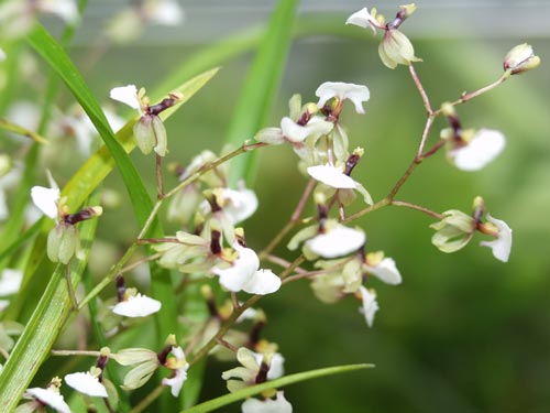 Ornithophora radicans flowers