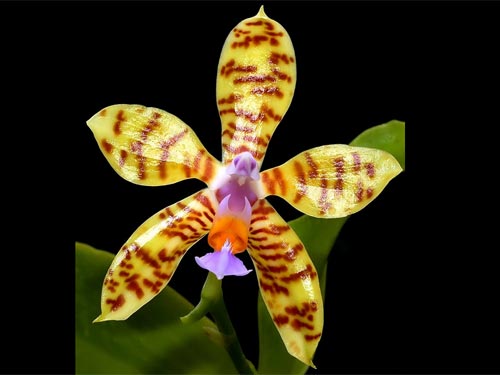 Phalaenopsis fasciata