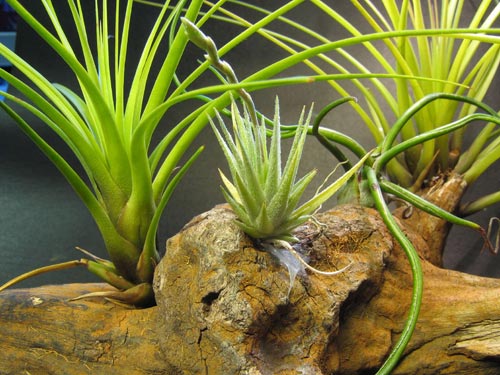 Tillandsia loliacea