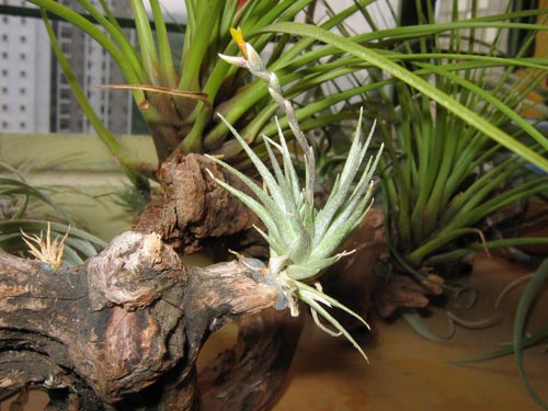 Tillandsia loliacea with flower spike