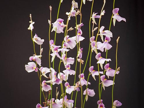 Utricularia flowers