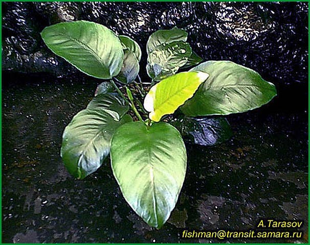 Anubias