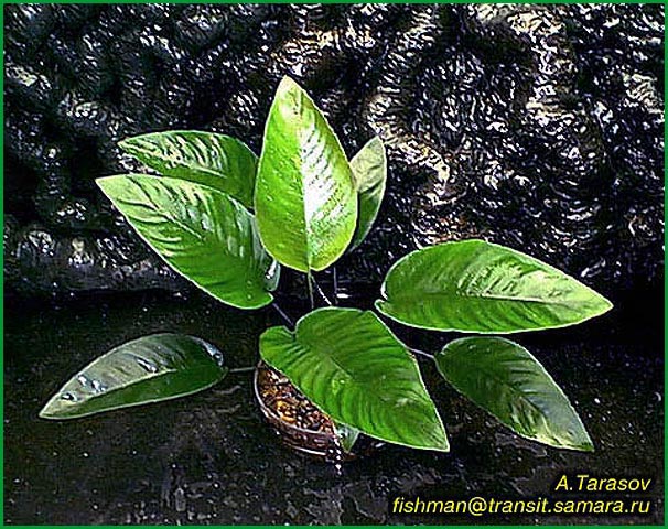 Anubias