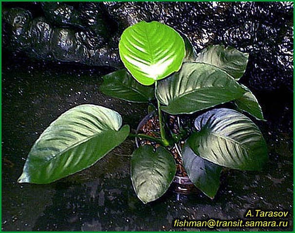 Anubias