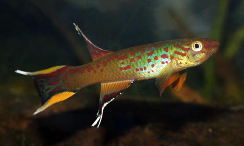 Killifish are often very brightly colored and are quite at home in small bodies of water