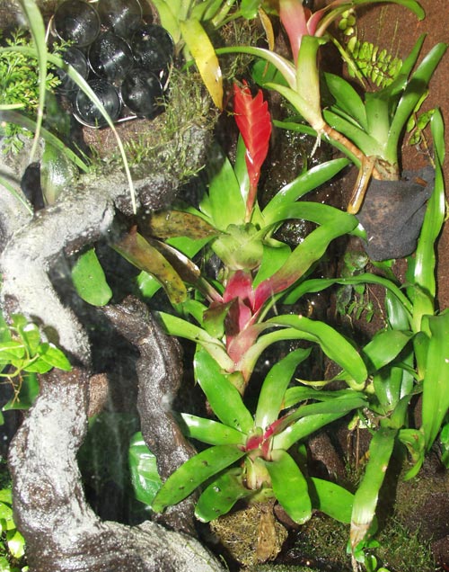 An array of bromeliads on a living wall