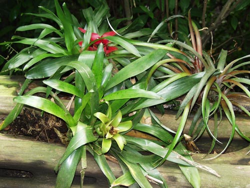 A selection of Bromeliads planted in a horizontal hollow branch