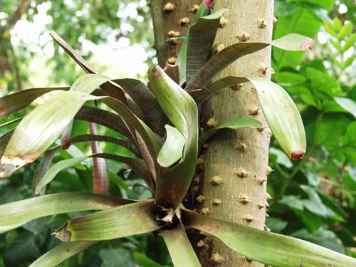 A Bromeliad growing in a fork in between two branches