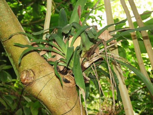 A Bromeliad growing on the nook of a removed branch