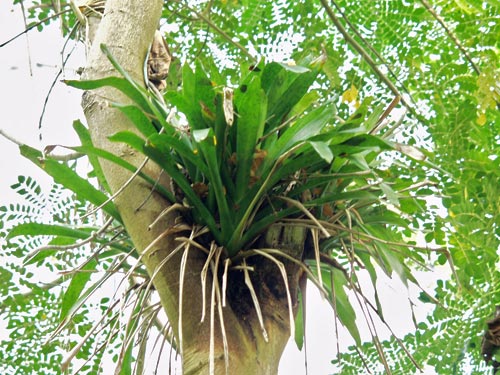 A larger specimen high up in a fork in a tree branch