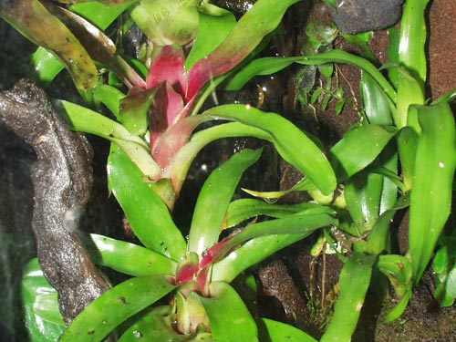 Neoregelia bromeliads planted in a vivarium