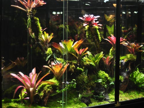 Bromeliad tank