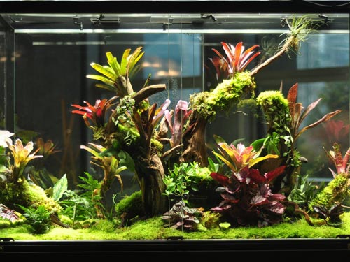 Bromeliad tank