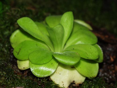 butterwort