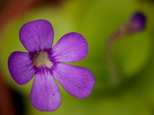 butterwort