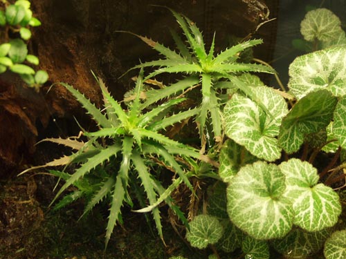 Cryptanthus microglaziouii planted in a vivarium