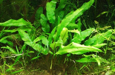 Cryptocoryne