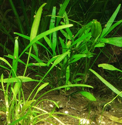 Cryptocoryne