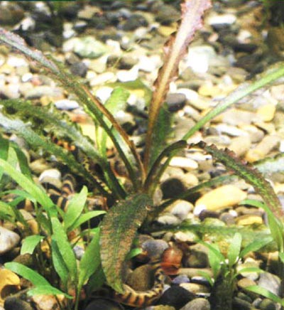 Cryptocoryne