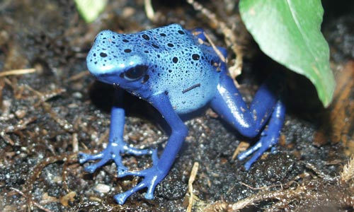 The superb blue form of Dendrobates tinctorius looks outstanding amongst the green and brown of any paludarium