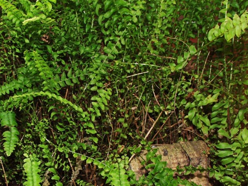 Boston Fern