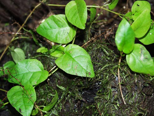 Ficus pumila leaves