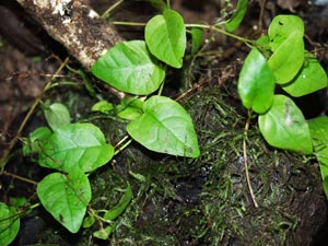 The creeping fig, Ficus pumilio, is another excellent quick growing plant that thrives in moist conditions