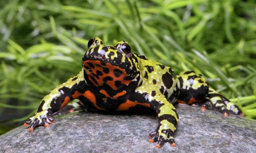 The oriental fire-bellied toad, Bombina orientalis is a perfect paludarium subject