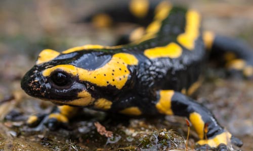 Fire salamander