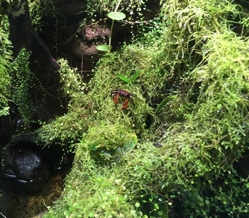 Freshwater crabs like a nice moist enclosure