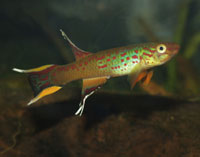 Killifish, like this Aphyosemion australe, make great Paludarium inhabitants