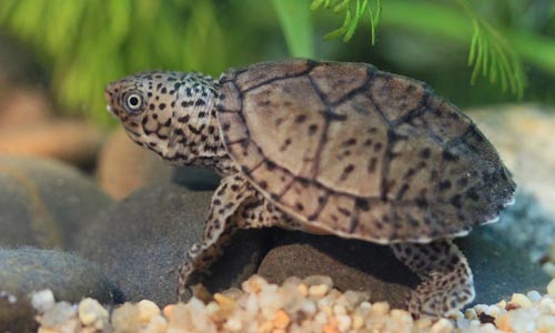 The loggerhead musk turtle is a small freshwater turtle