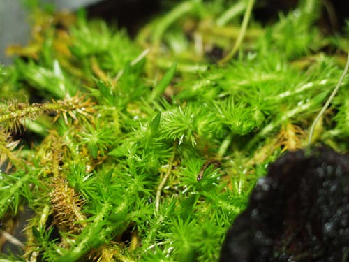 Sphagnum moss can work very well in some paludaria