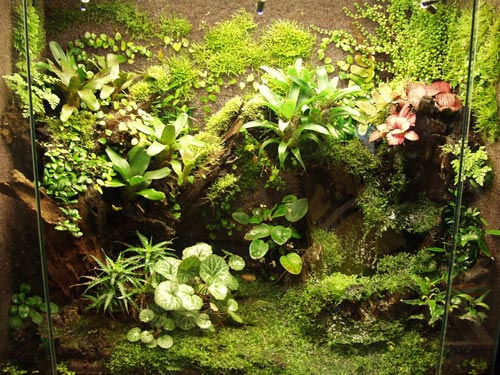 A lushly planted tank with large amounts of Java moss