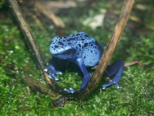 Dendrobates tinctorius azureus sitting on moss