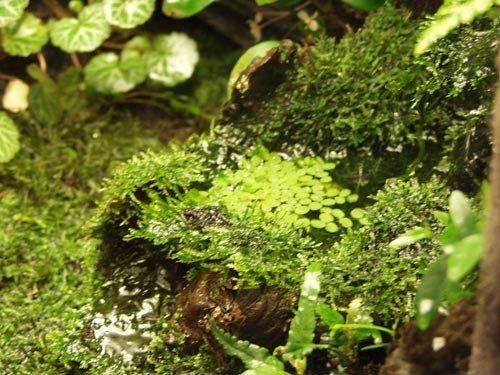 Java moss growing on wood