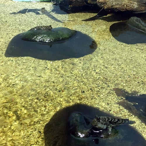 A paludarium with little islands (in this case rounded stones) offers territories for individual fish, somewhat reducing aggression