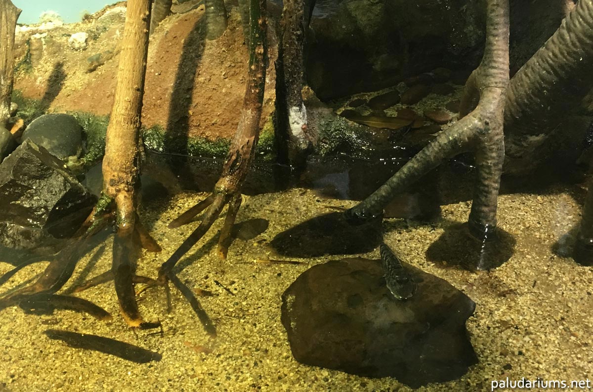 A mudskipper paludarium with artificial mangrove roots, flat stones and shallow water