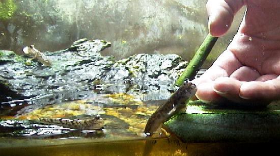 Mudskipper