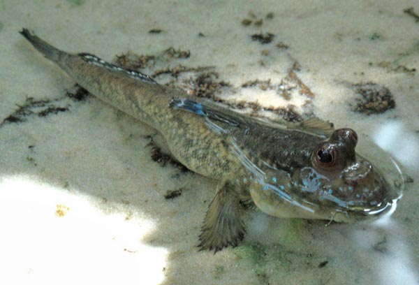 mudskipper